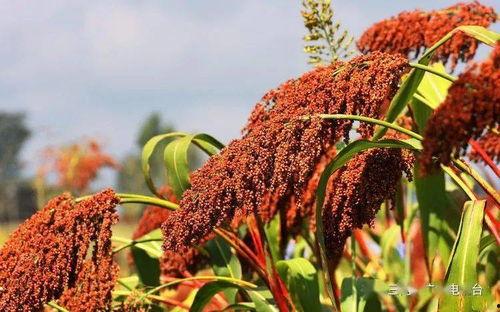 红高梁在线观看,烽火岁月里的爱情与抗争